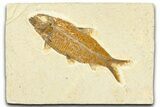 Detailed Fossil Fish (Knightia) - Wyoming #367470-1
